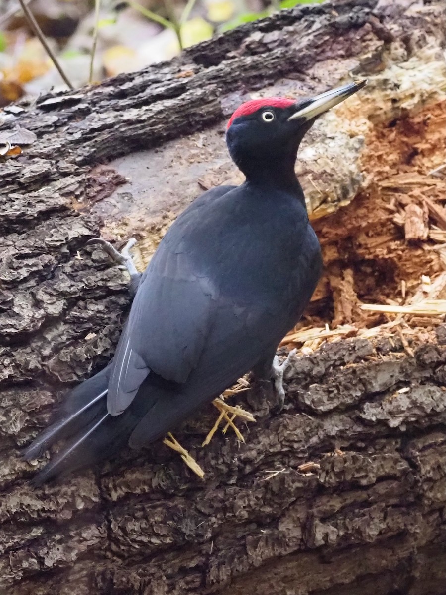 Black Woodpecker - ML644591998