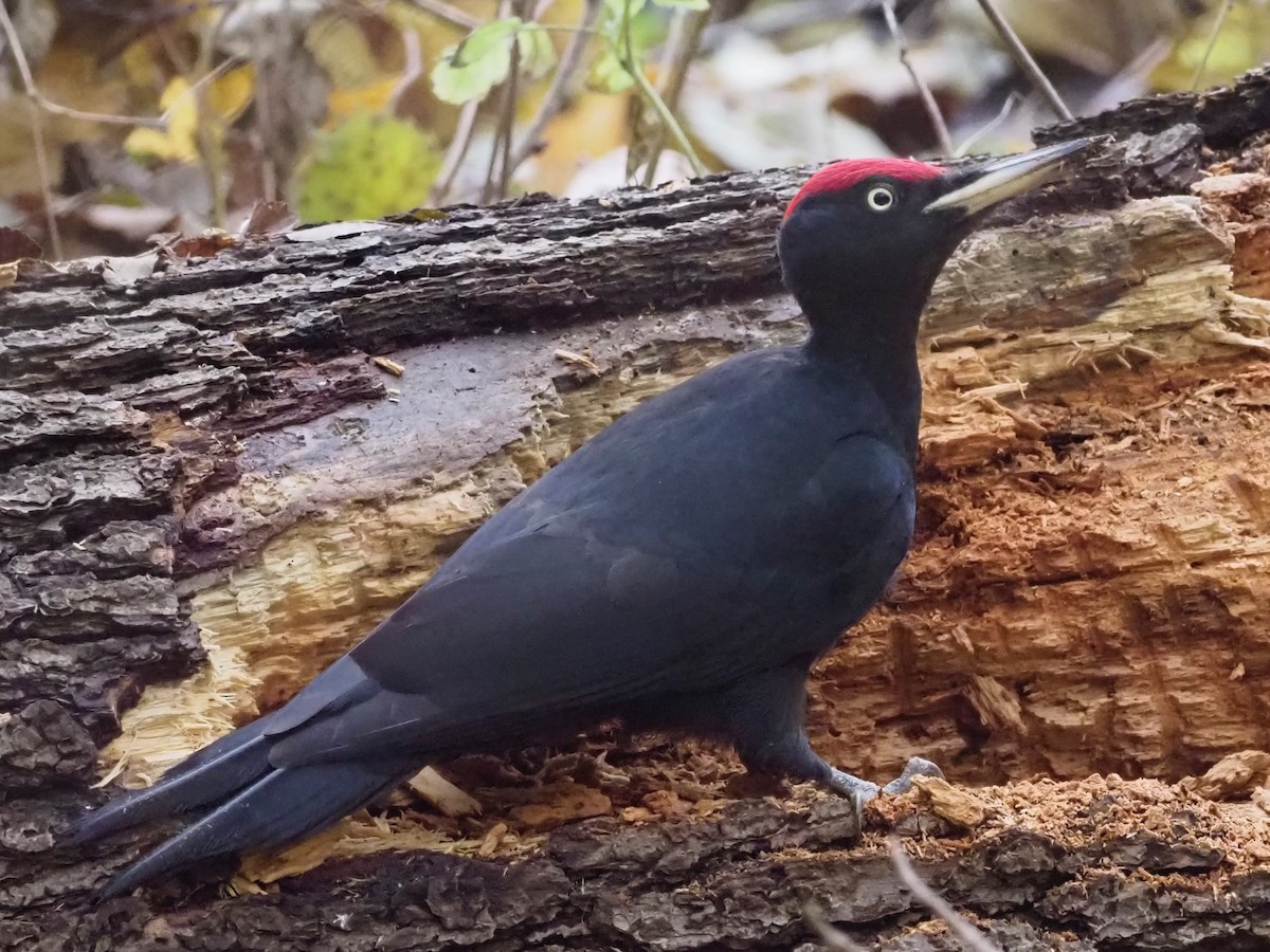 Black Woodpecker - ML644591999