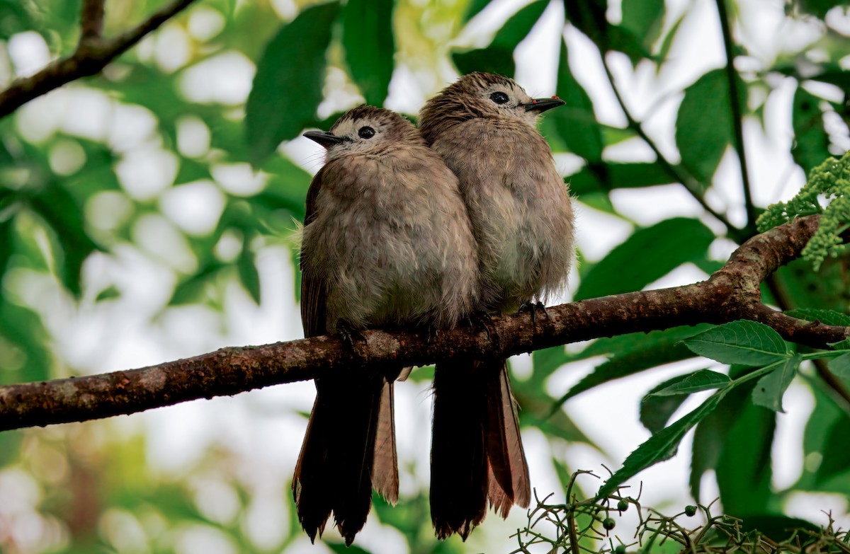 hvitfjesbylbyl - ML644592001