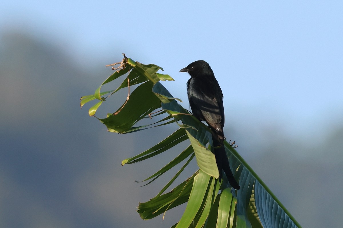 Black Drongo - ML644592012