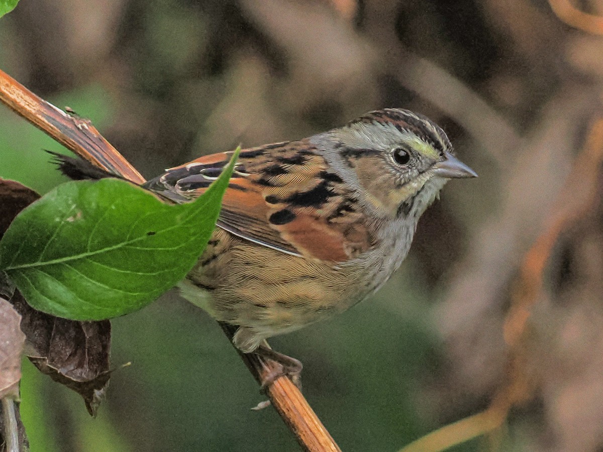 Swamp Sparrow - ML644592021