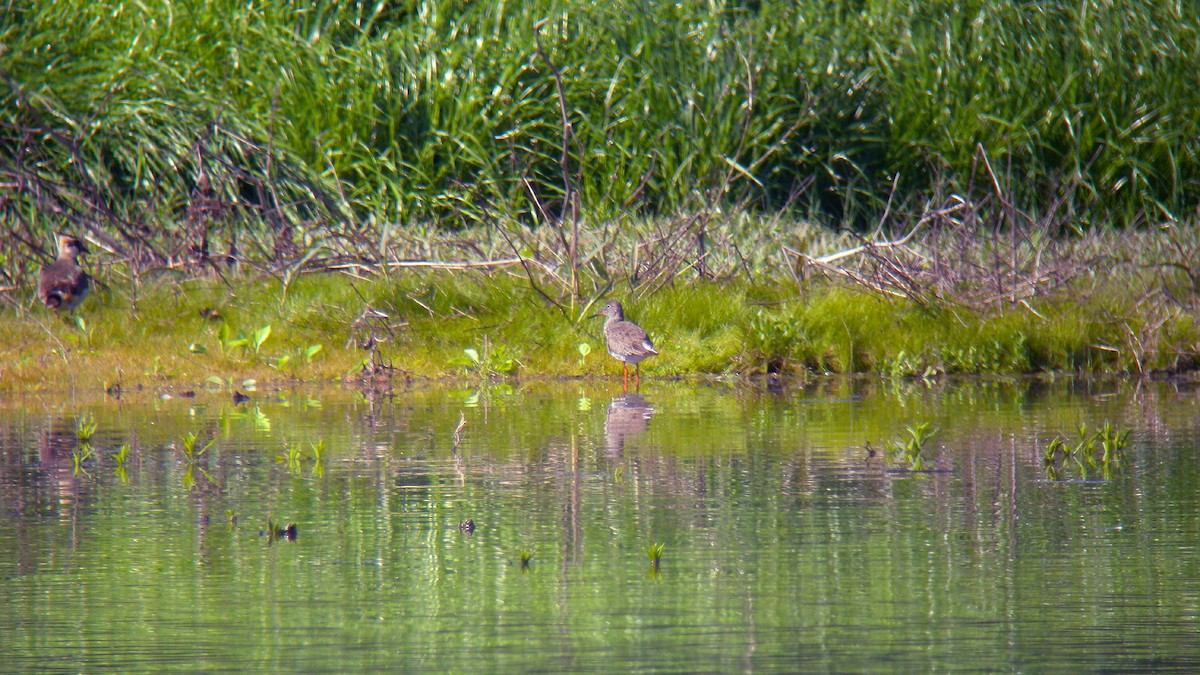 Common Redshank - Bruno Caula