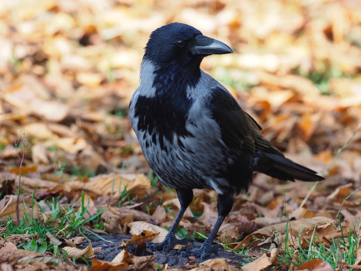 Hooded Crow - ML644592026