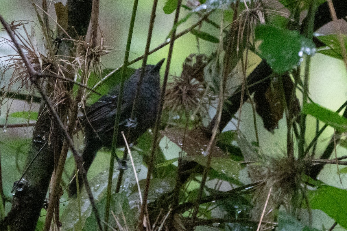 ウスグロアリドリ - ML644592027