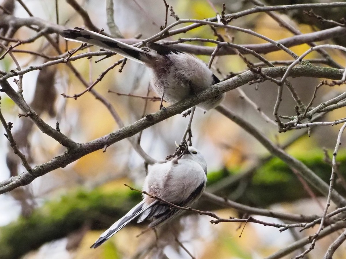 Long-tailed Tit - ML644592032