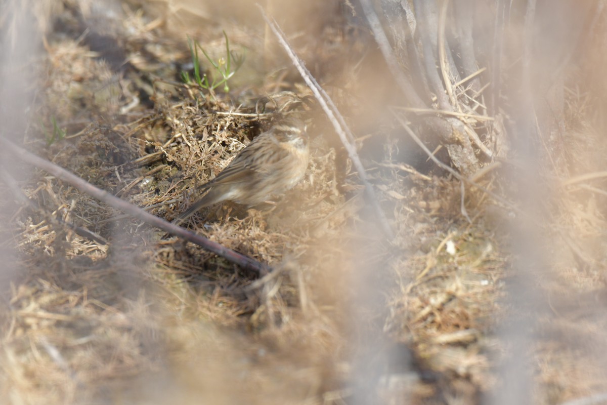 svartstrupejernspurv - ML644592033