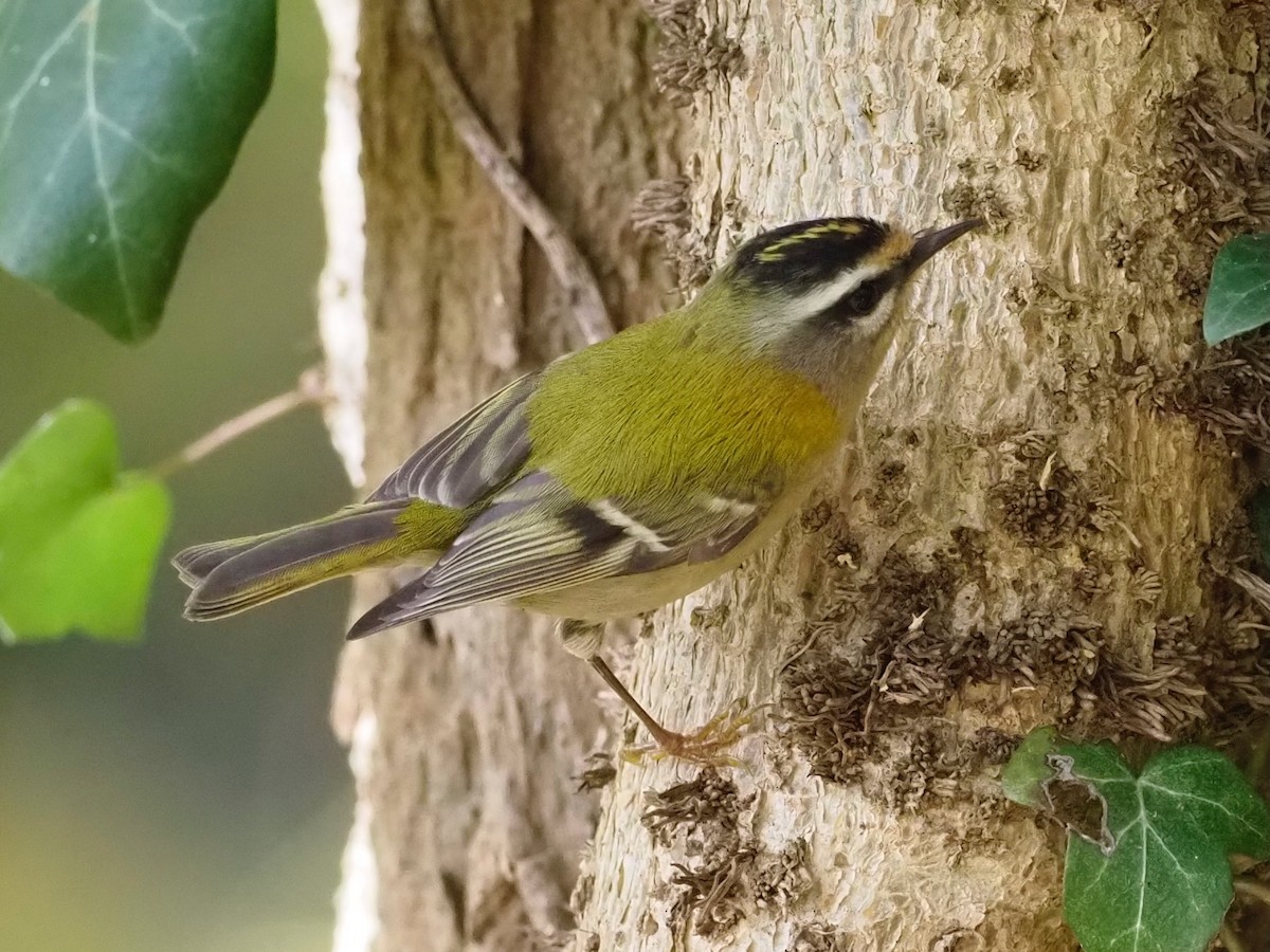 Common Firecrest - ML644592039
