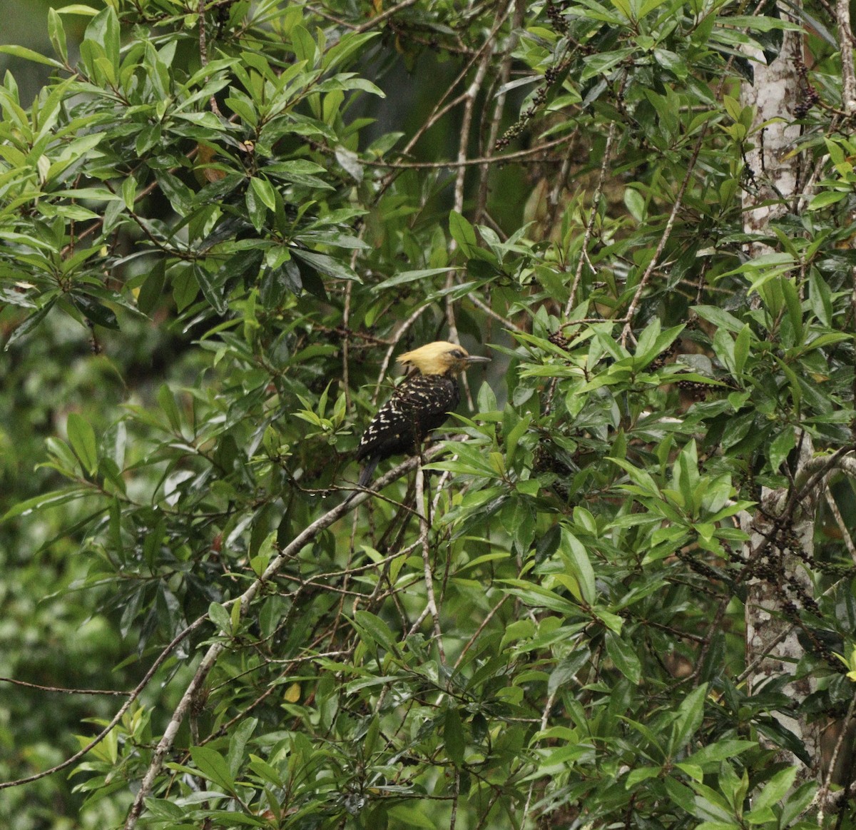 Pic à tête blonde - ML644592041