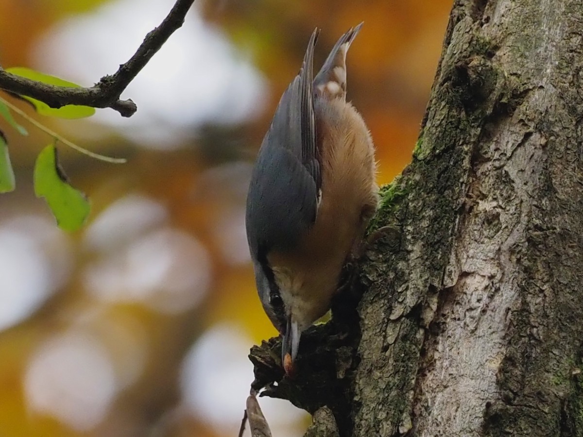 Eurasian Nuthatch - ML644592042