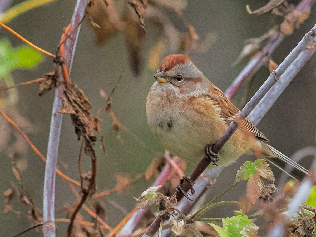 American Tree Sparrow - ML644592043