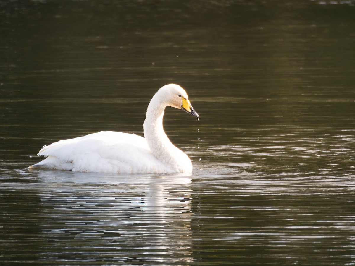 Лебедь-кликун - ML644592046