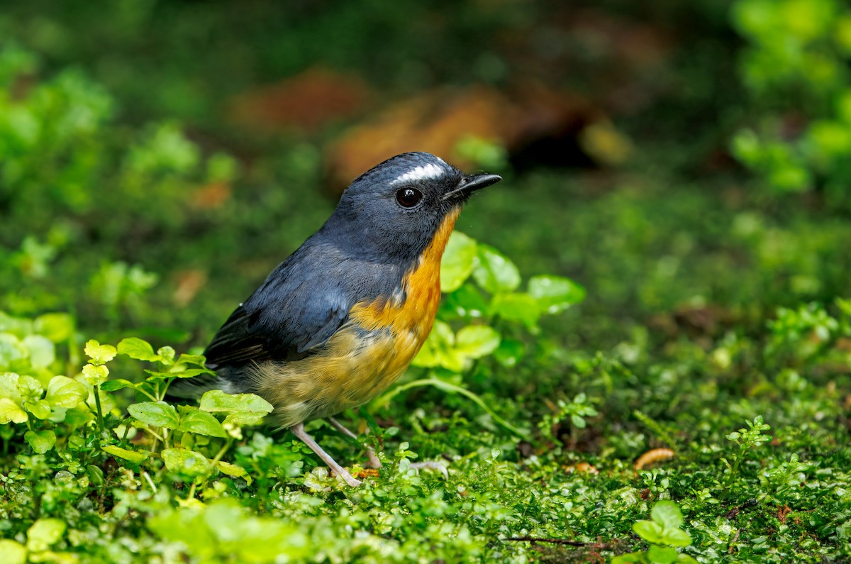 aurorafluesnapper - ML644592048