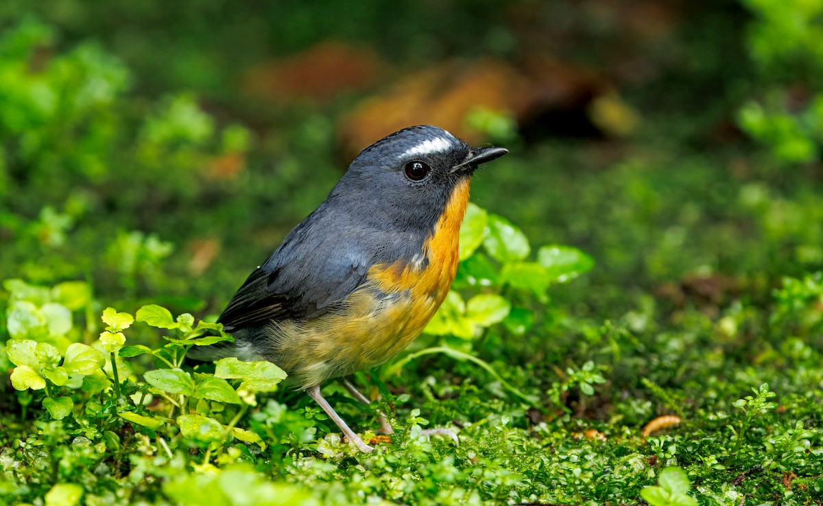 aurorafluesnapper - ML644592050