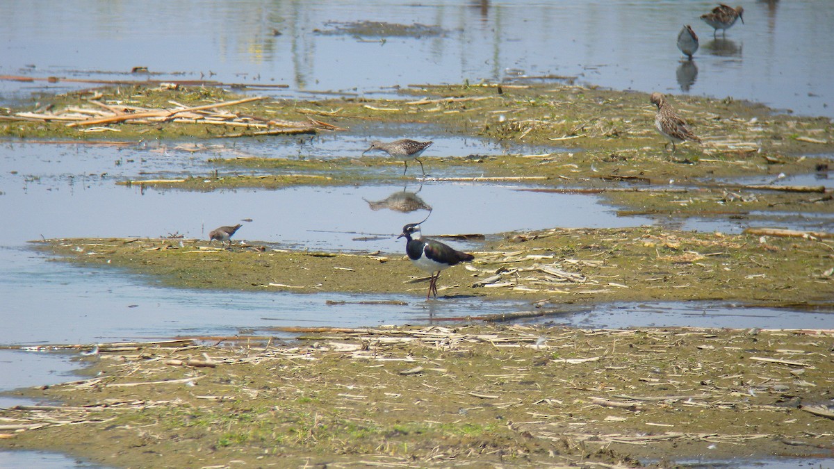 Northern Lapwing - ML644592053