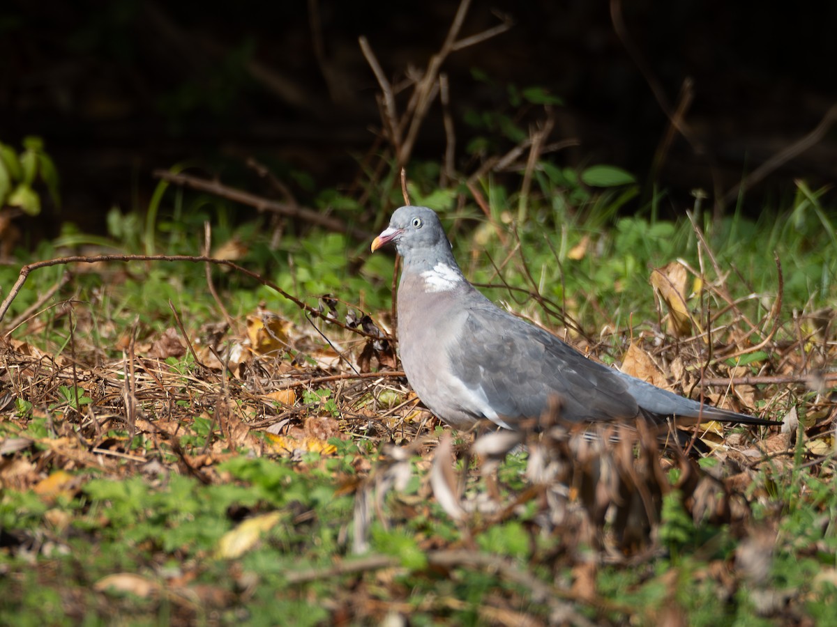 holub hřivnáč - ML644592054