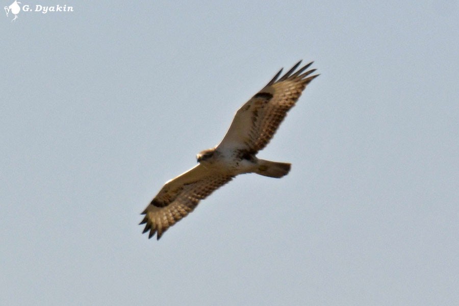 ørnvåk - ML644592055