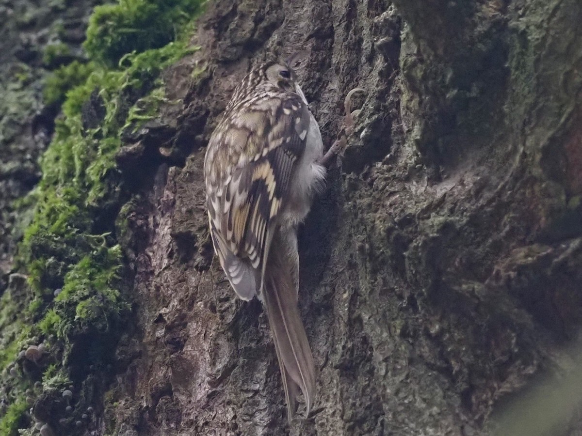 Eurasian Treecreeper - ML644592056
