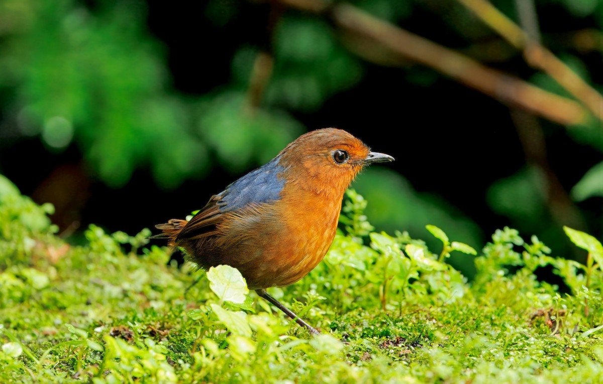 Bornean Shortwing - ML644592057