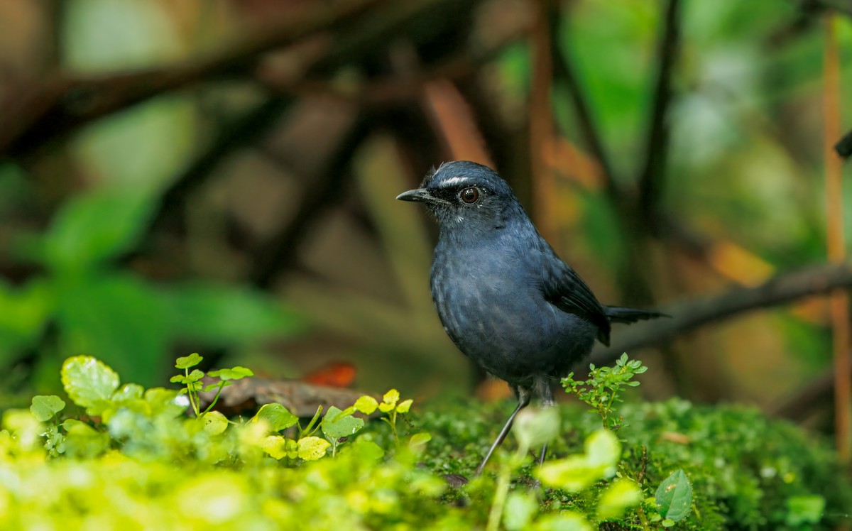 Bornean Shortwing - ML644592058