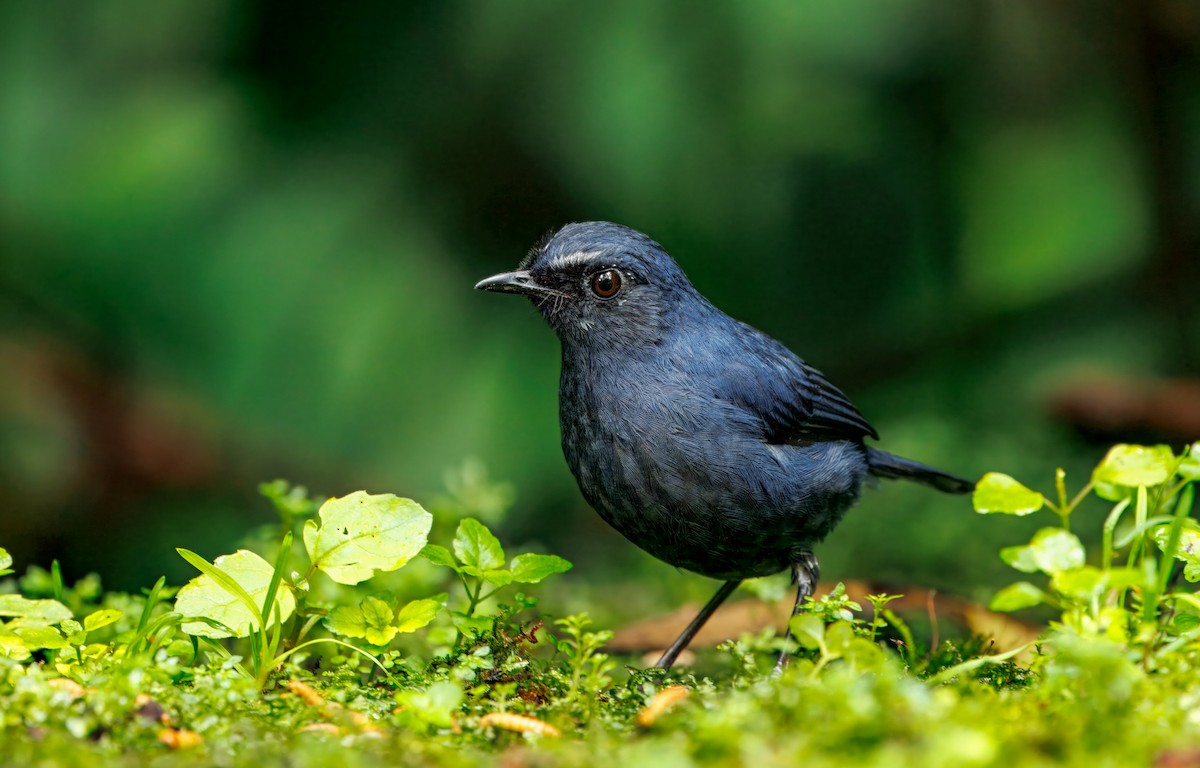 Bornean Shortwing - ML644592059