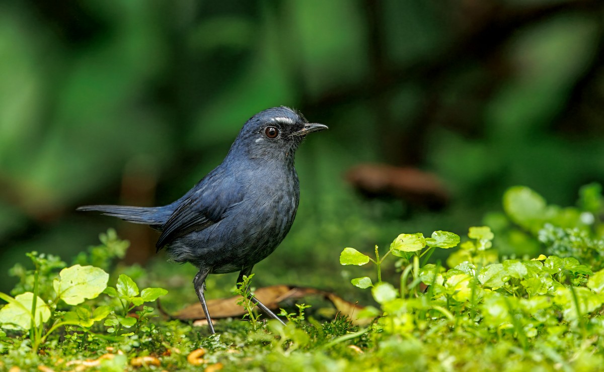 Bornean Shortwing - ML644592060