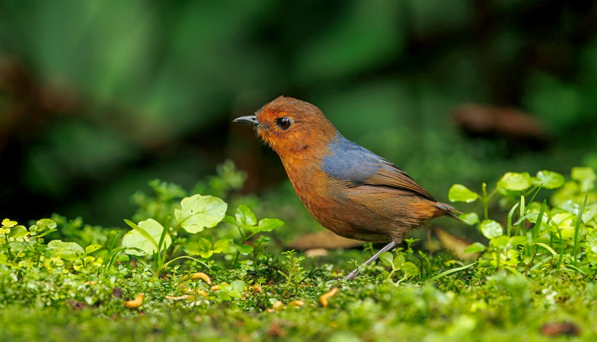 Bornean Shortwing - ML644592061