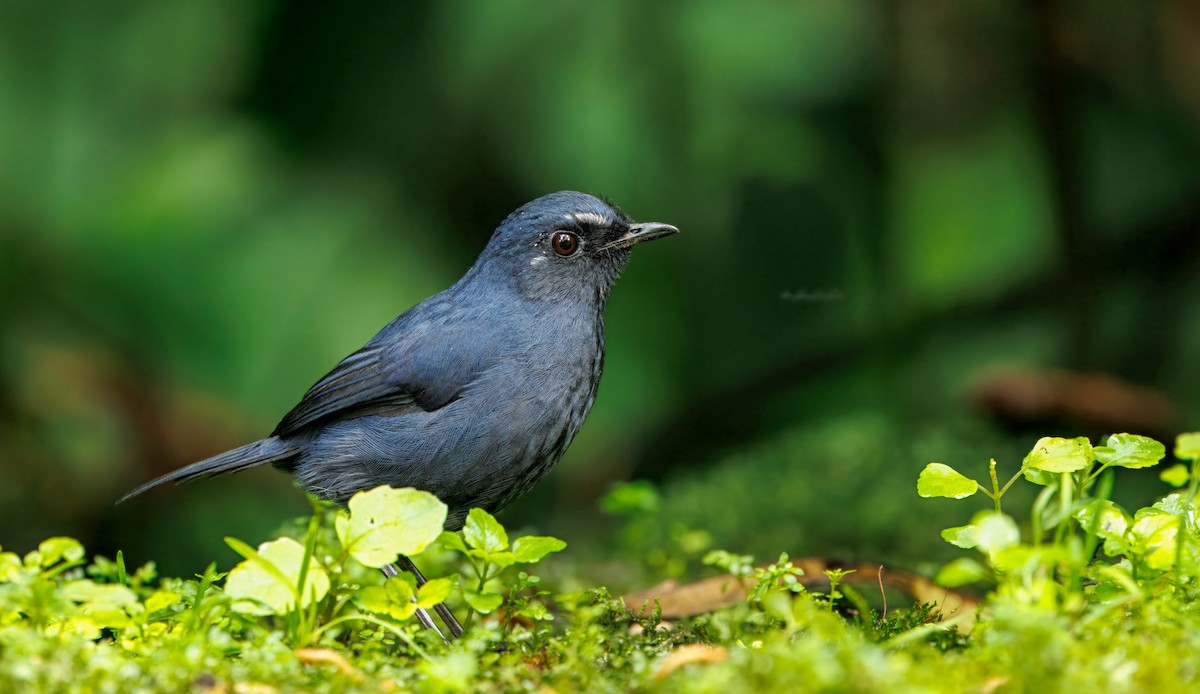 Bornean Shortwing - ML644592062