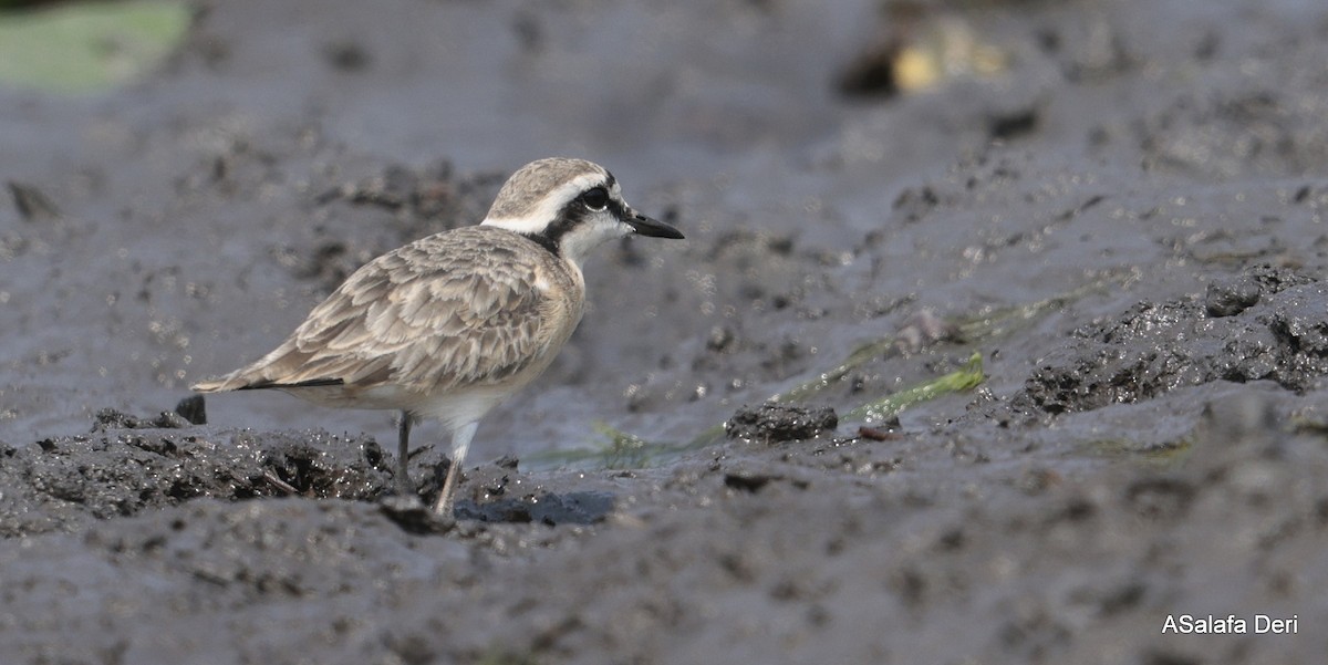Kittlitz's Plover - ML644592063