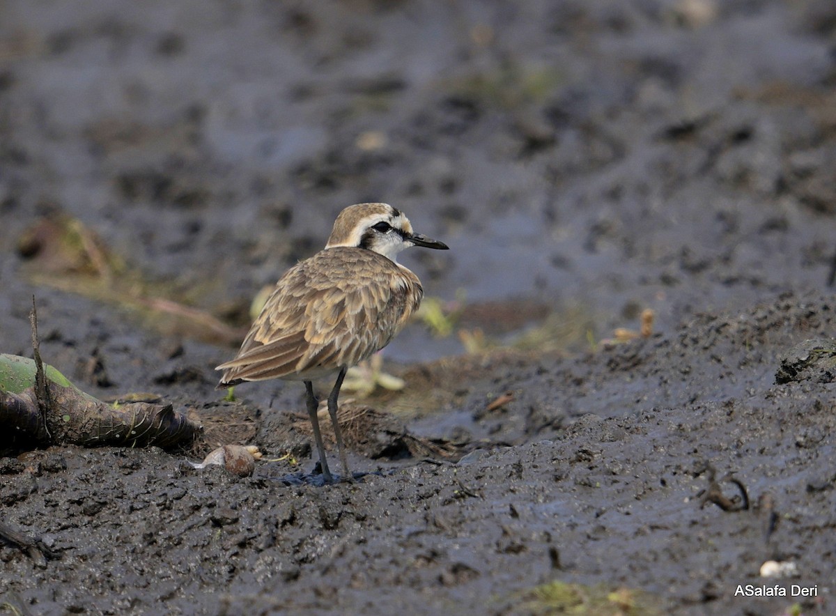 Kittlitz's Plover - ML644592064