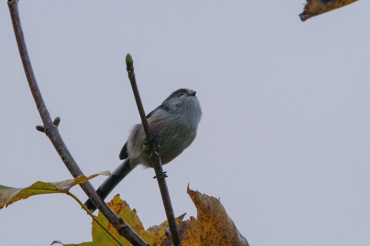 Long-tailed Tit - ML644592065