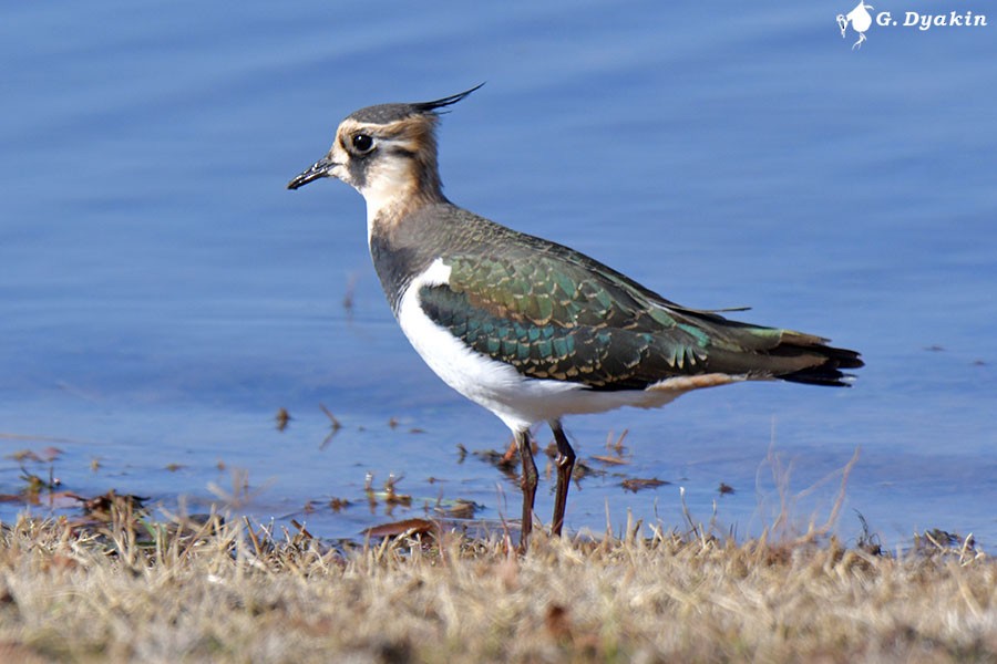 Northern Lapwing - ML644592066