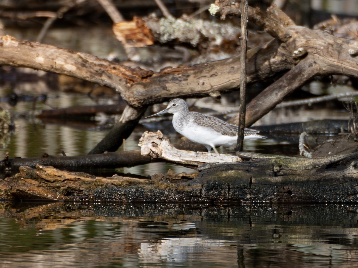 Common Greenshank - ML644592067