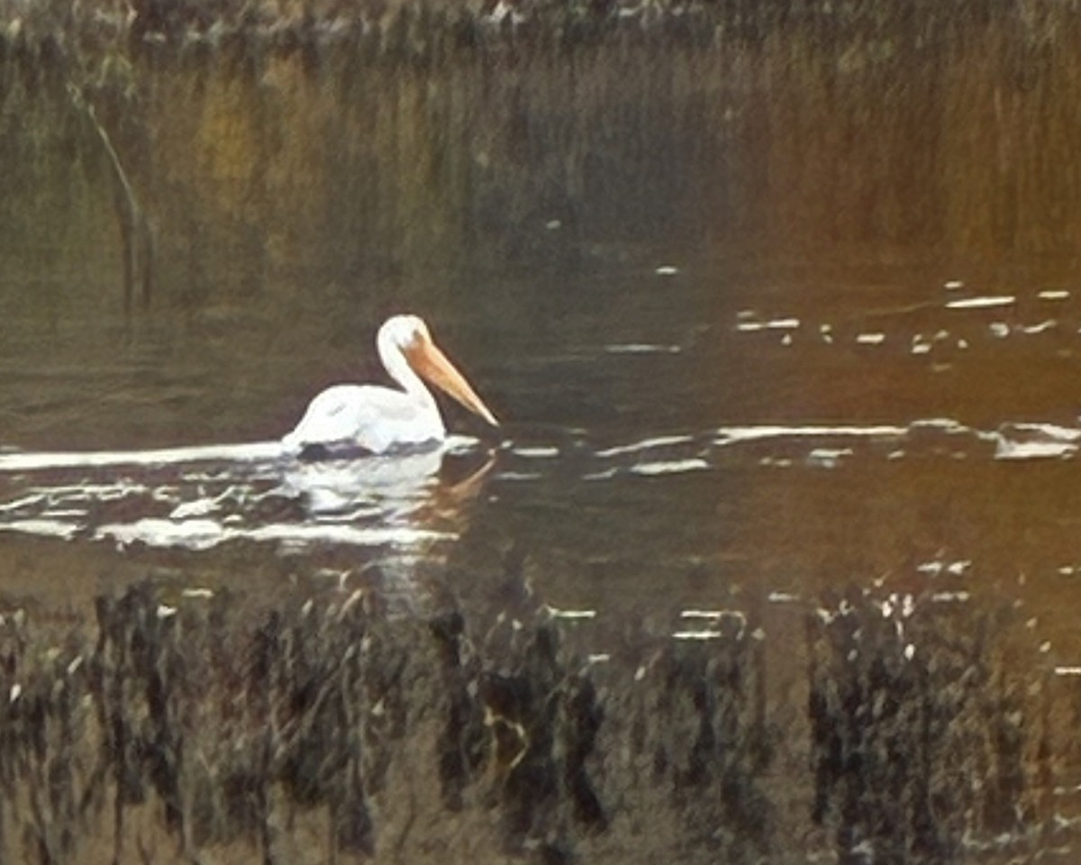 American White Pelican - ML644592068
