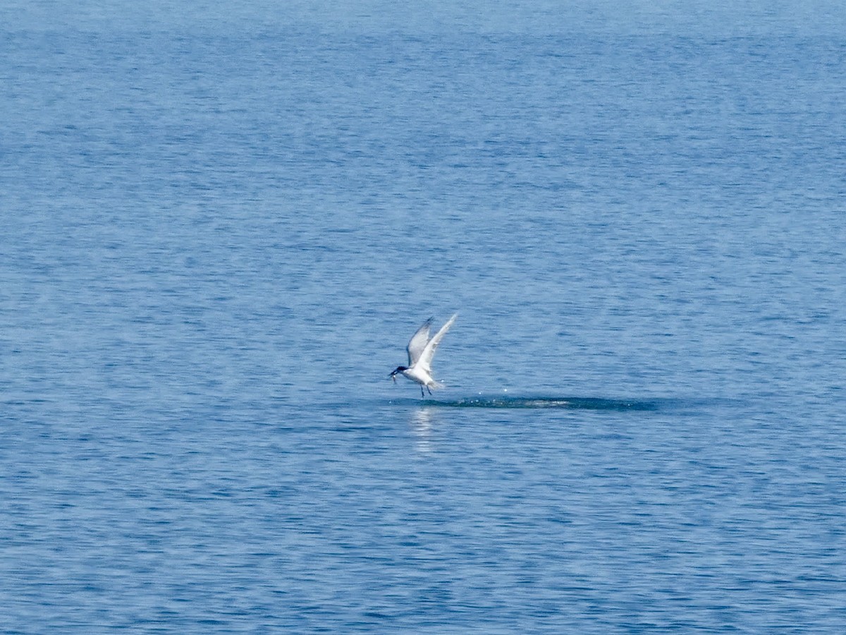 Forster's Tern - ML644592069