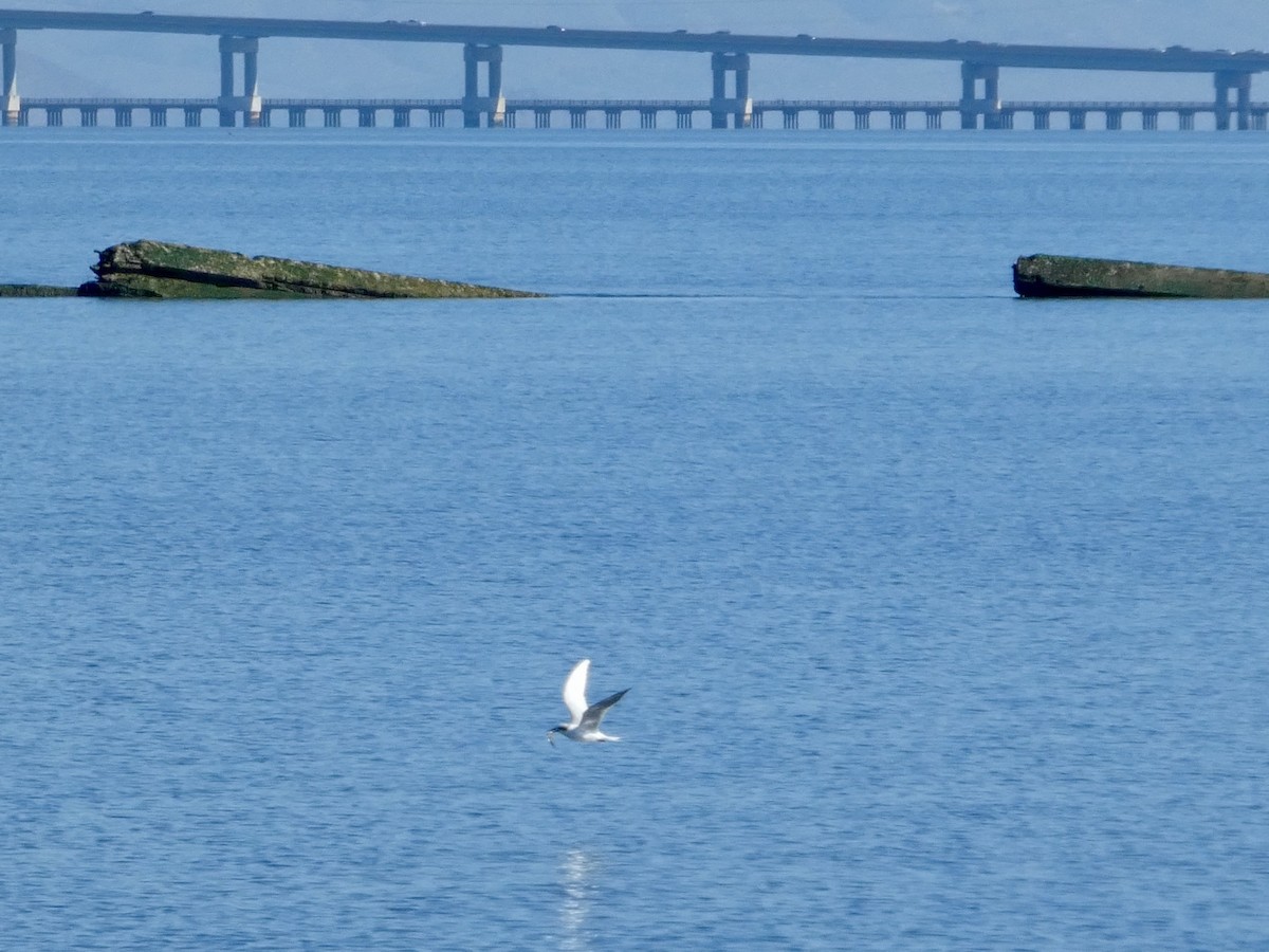 Forster's Tern - ML644592070