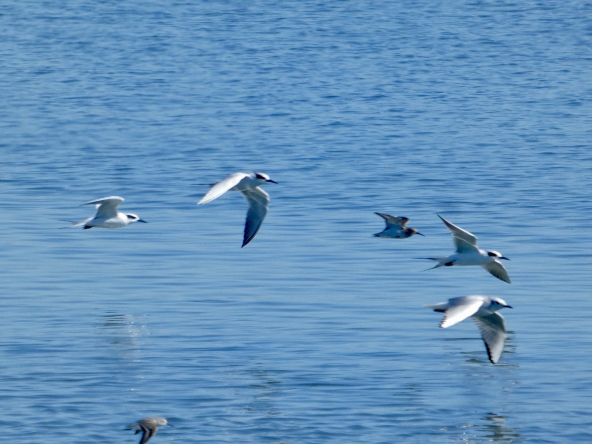 Forster's Tern - ML644592071