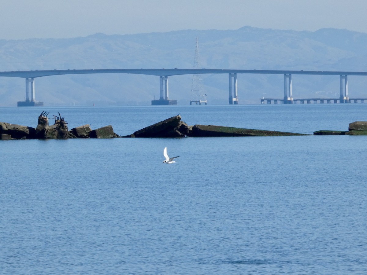 Forster's Tern - ML644592072