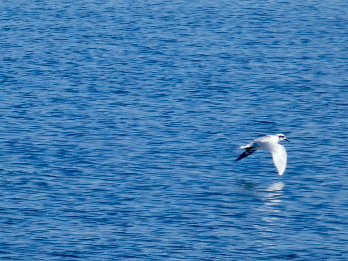 Forster's Tern - ML644592073