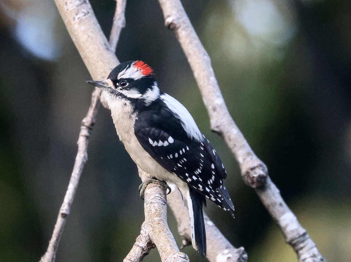 Downy Woodpecker - ML644592076