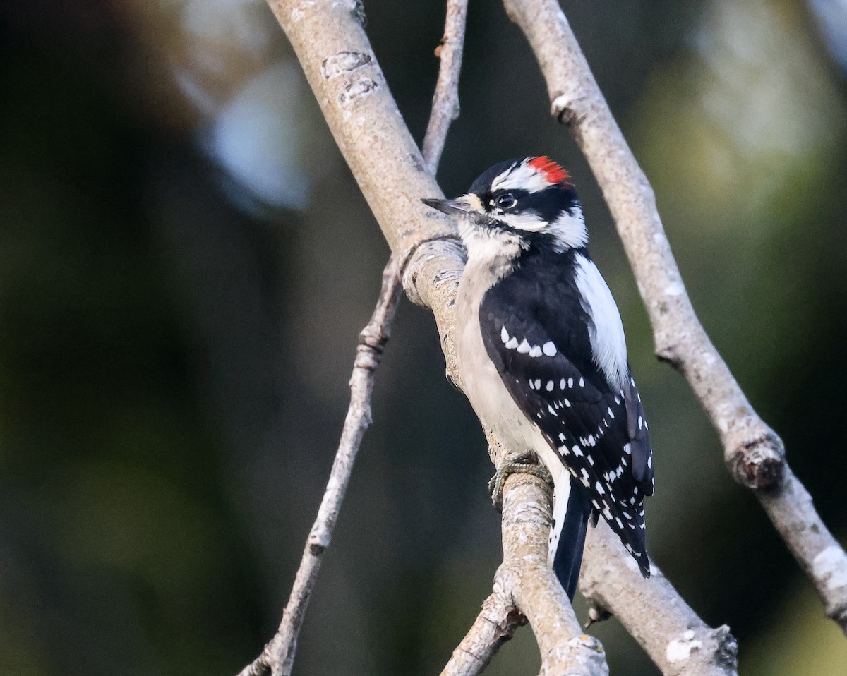 Downy Woodpecker - ML644592077