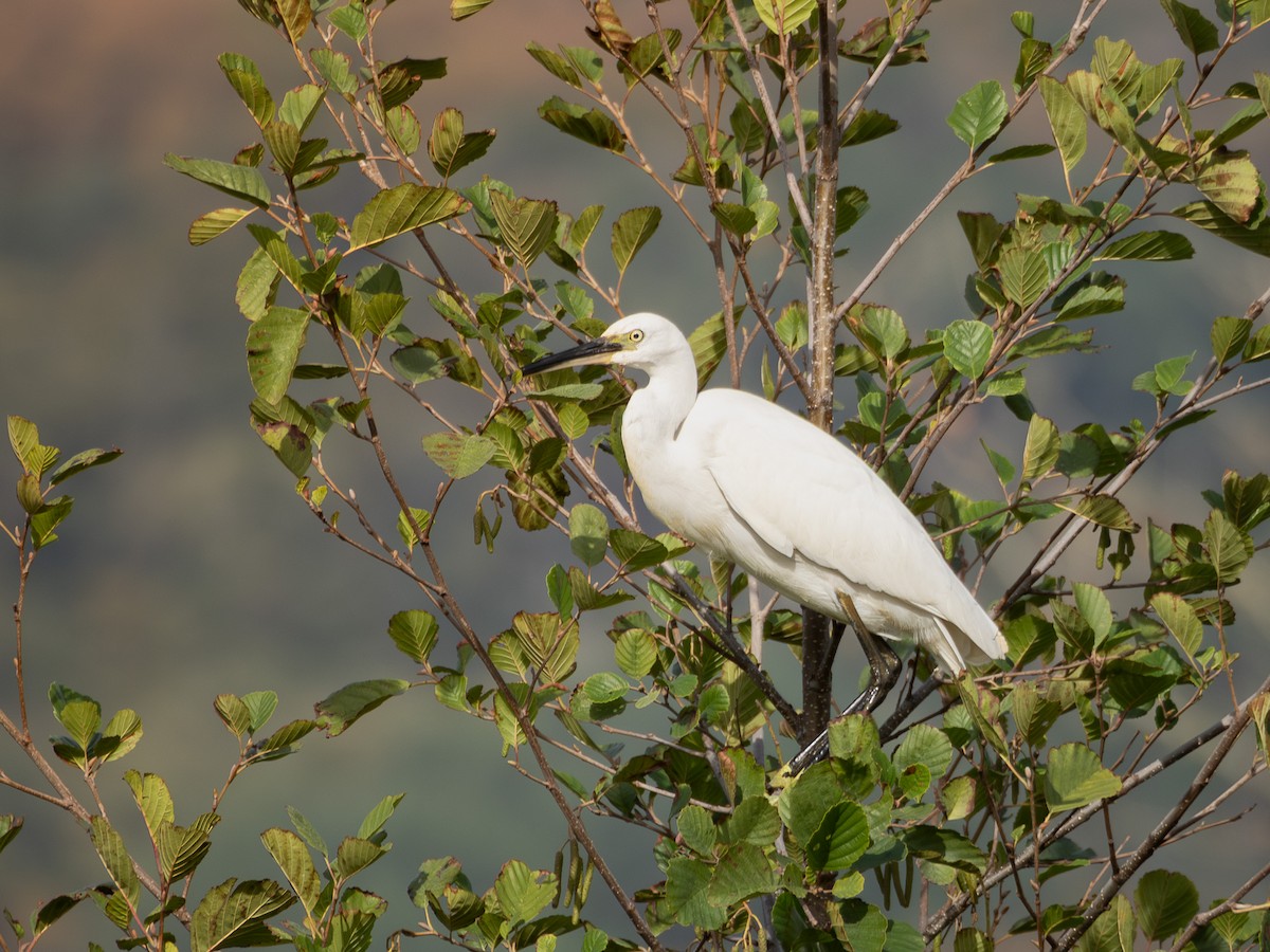 Little Egret - ML644592078