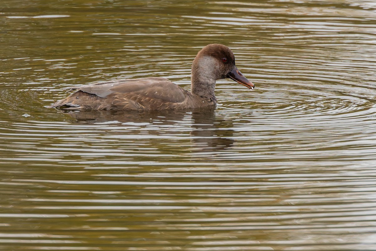 Red-crested Pochard - ML644592080