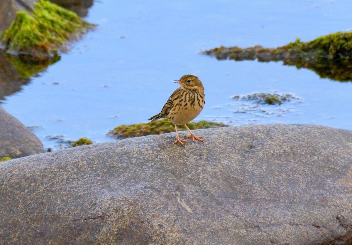 Meadow Pipit - ML644592081