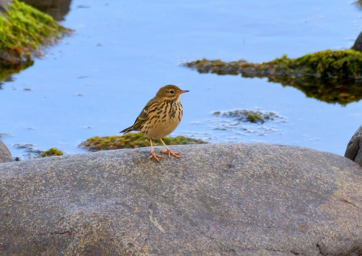 Meadow Pipit - ML644592082