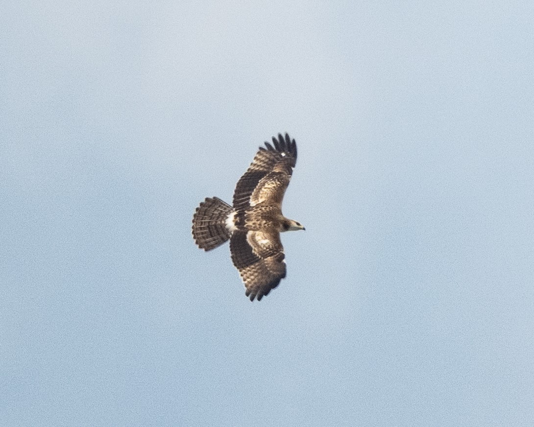 Oriental Honey-buzzard - ML644592083