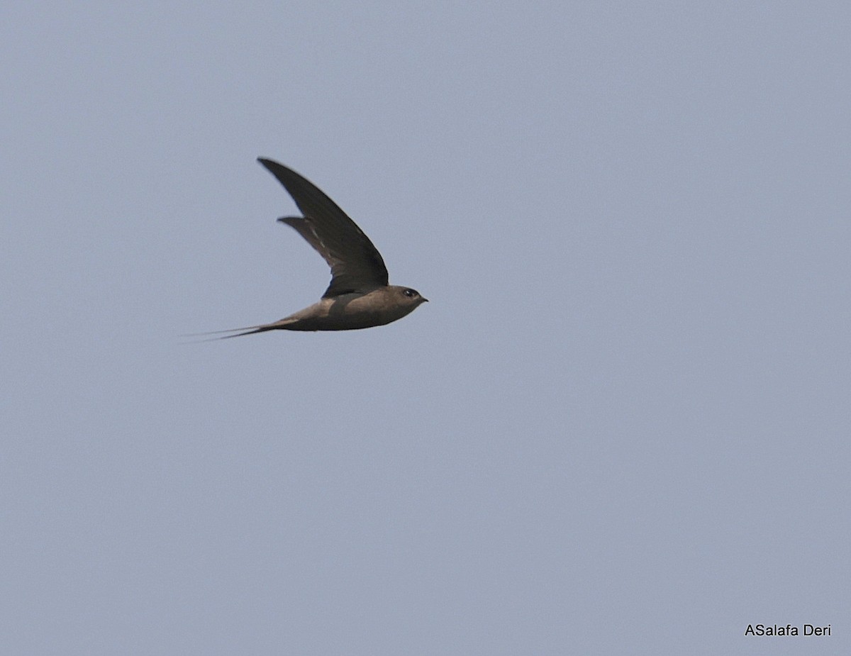 African Palm Swift - ML644592084