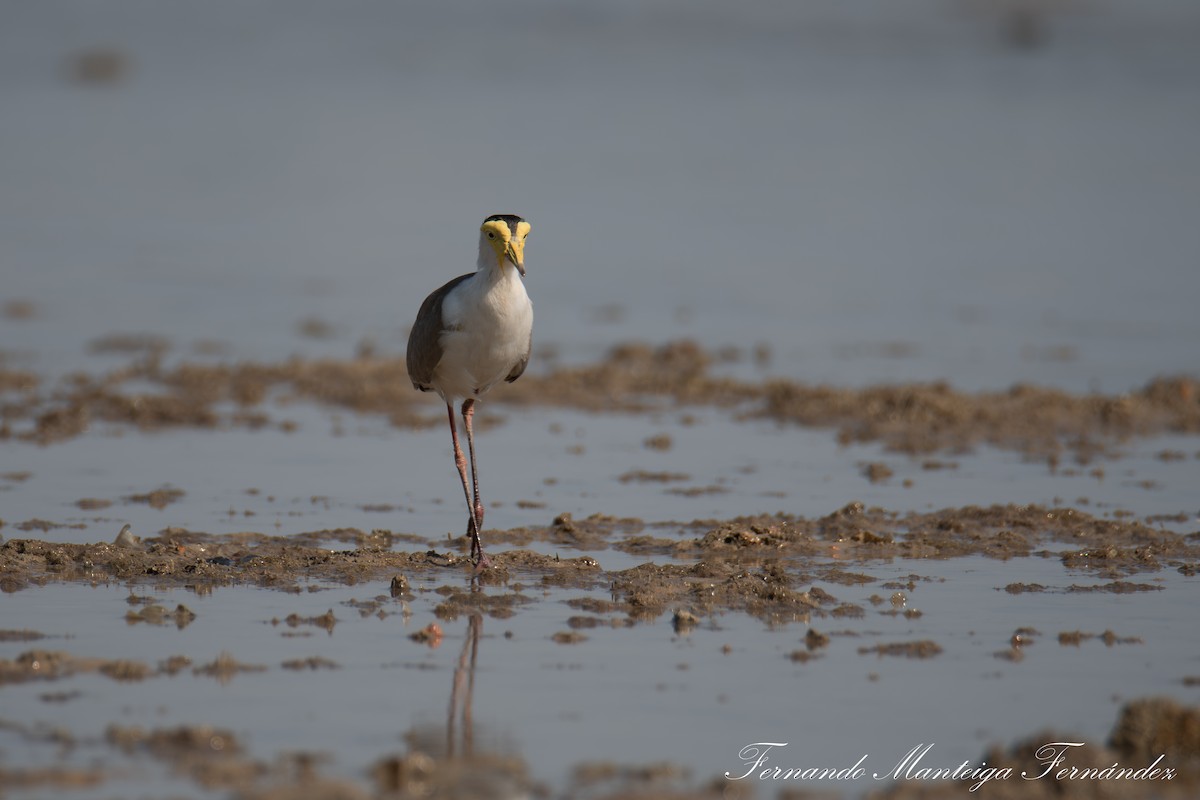 Masked Lapwing - ML644592085