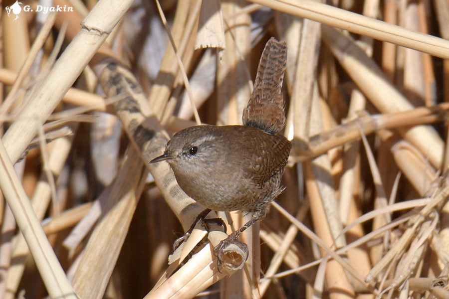 Eurasian Wren - ML644592086