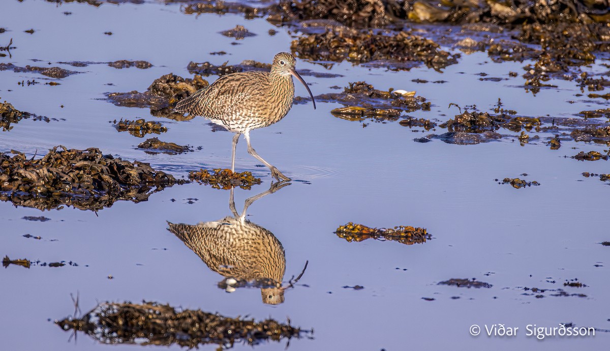 Eurasian Curlew - ML644592087
