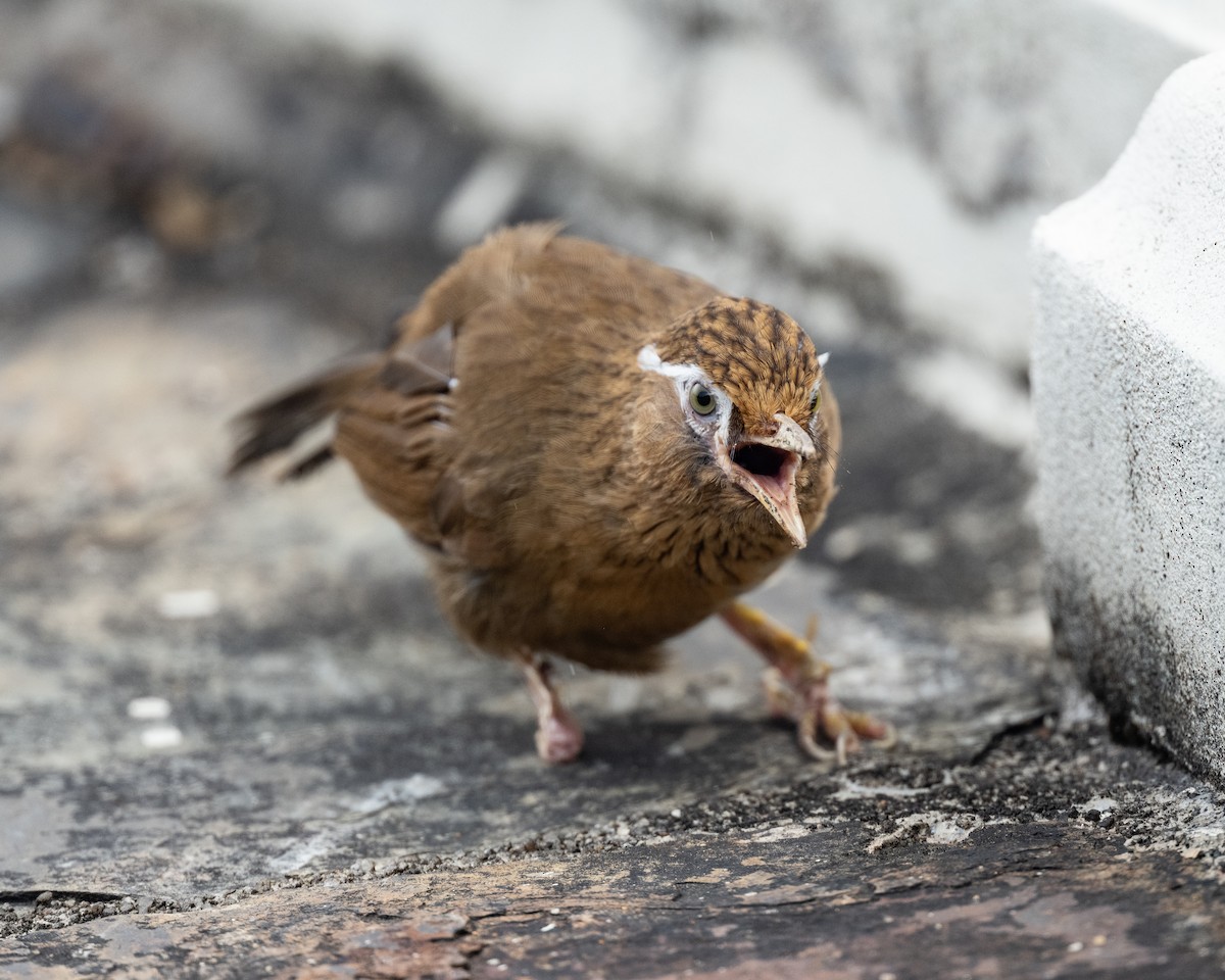 brillelattertrost - ML644592095